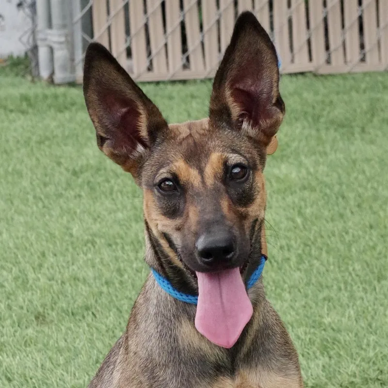 Puppy Sasha