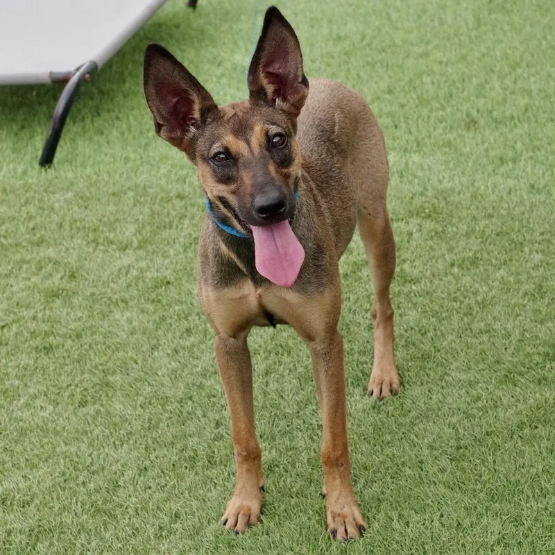 Puppy Sasha thumbnail 2