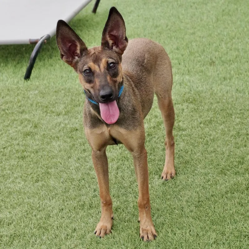 Puppy Sasha thumbnail 3