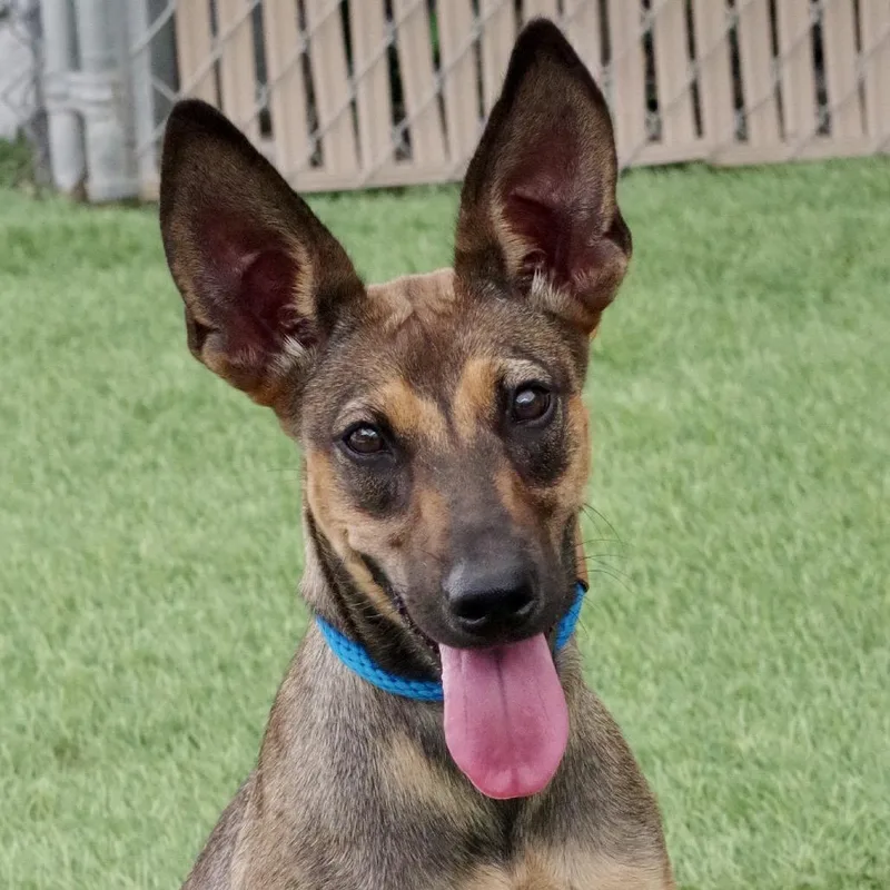 Puppy Sasha thumbnail 4