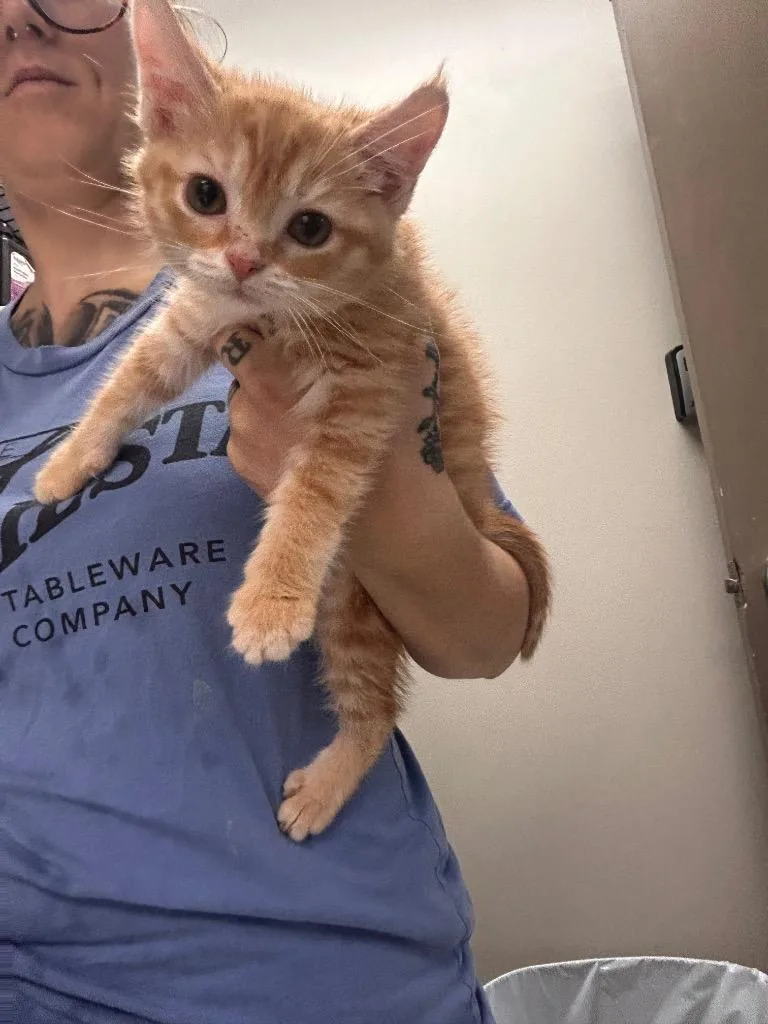 A baby small-sized male Domestic Short Hair cat named Marley for adoption in New Manchester, WV