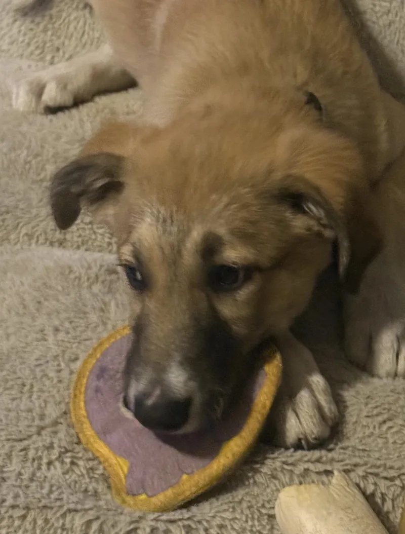 A baby large-sized female German Shepherd Dog dog named Shaysha for adoption in Stagecoach, NV