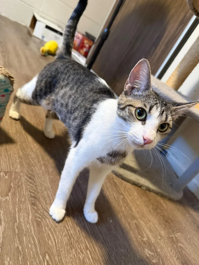 A young medium-sized female Domestic Short Hair cat named Mandy for adoption in Heyburn, ID