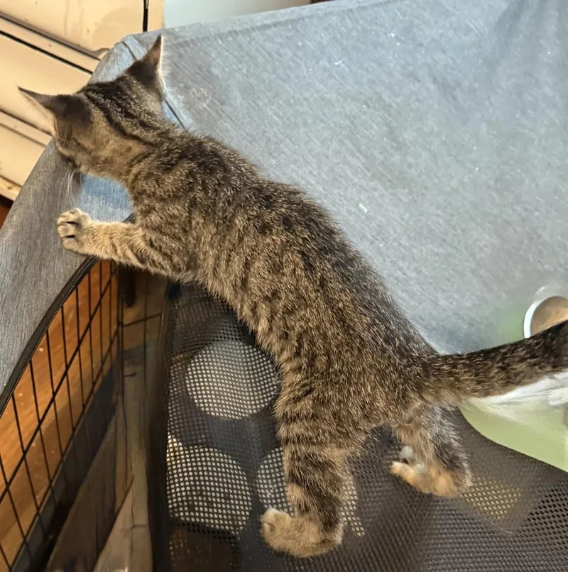 A young small-sized male Gray / Blue / Silver Domestic Short Hair cat named Brad for adoption in Emporia, KS