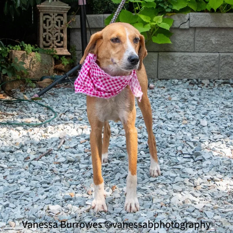 A senior medium-sized female Hound dog named Ella for adoption in Wake Forest, NC