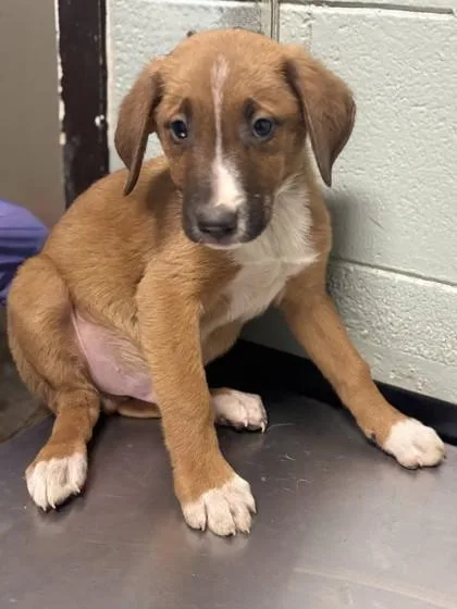 A baby medium-sized male German Shepherd Dog dog named Professor Plum for adoption in Red Bluff, CA
