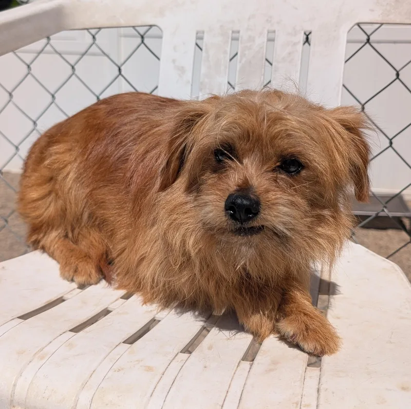 An adult small-sized male Red / Chestnut / Orange Terrier dog named Sly for adoption in New Ulm, MN