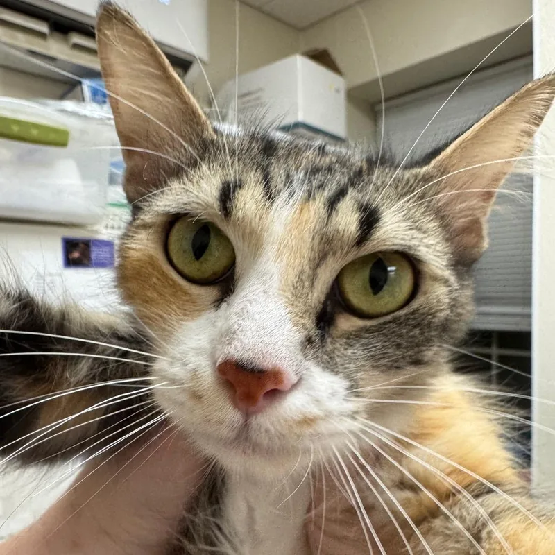 A young medium-sized female Calico Domestic Long Hair cat named Laufey for adoption in Pekin, IL