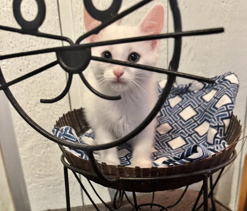 A baby medium-sized male White Domestic Medium Hair cat named Catticus for adoption in Saginaw, MI