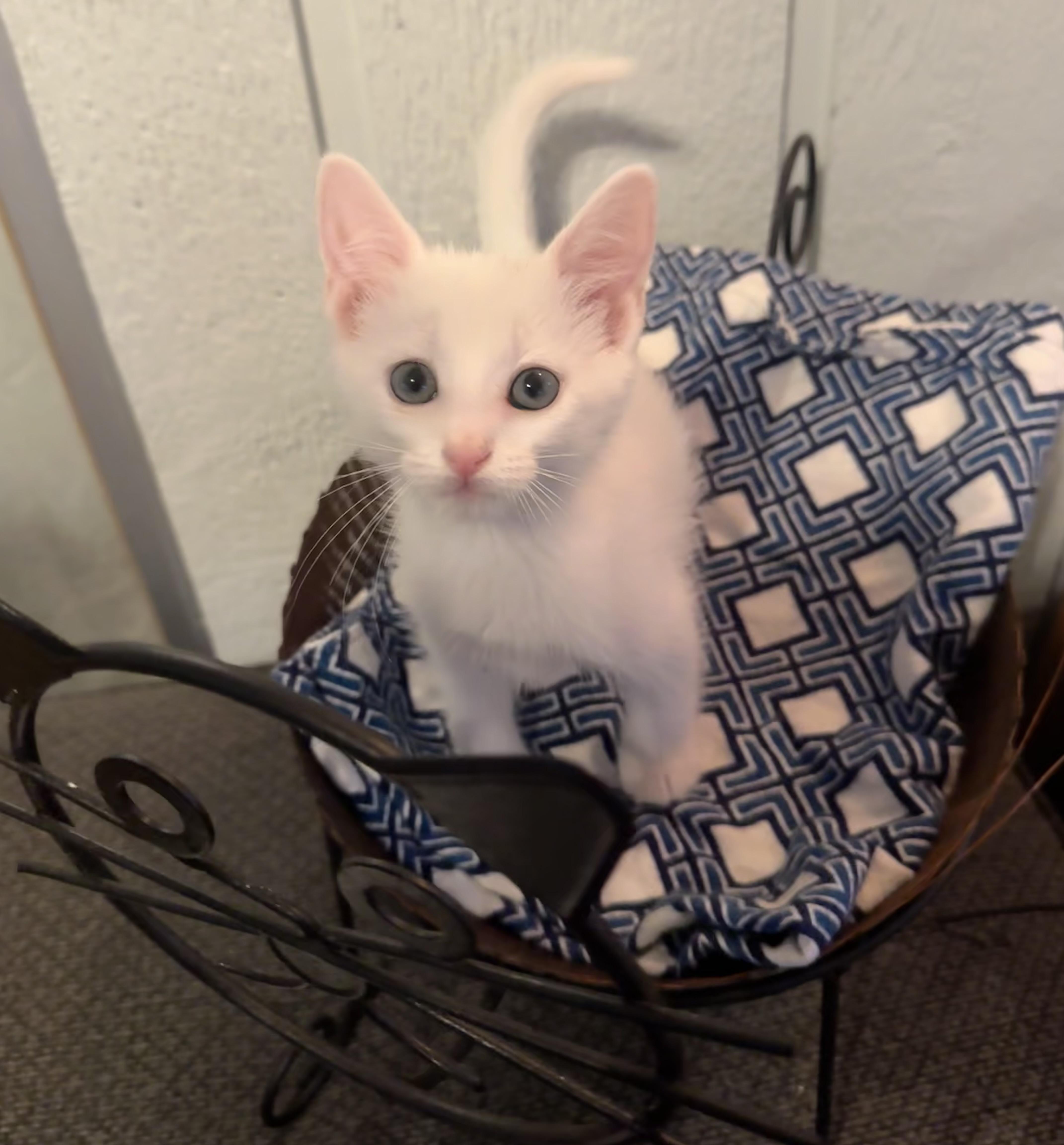 Catticus thumbnail 2