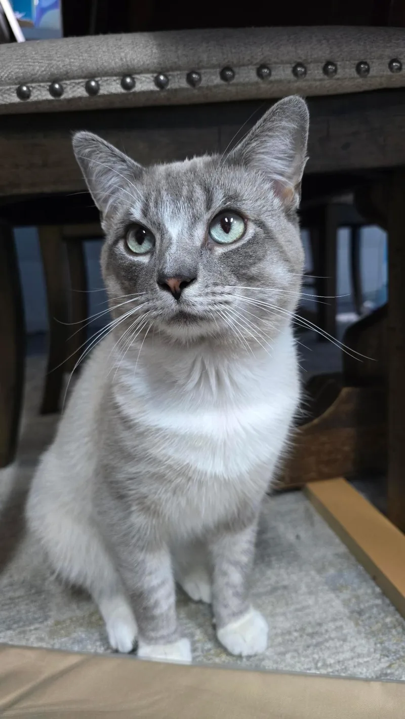 An adult medium-sized male Domestic Short Hair cat named Rowan for adoption in Massillon, OH