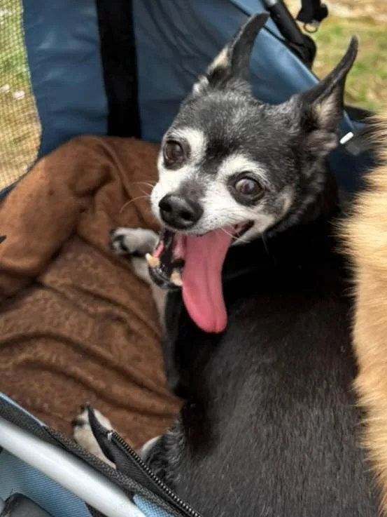 A senior small-sized male Black Chihuahua dog named Timmy for adoption in Mount Juliet, TN