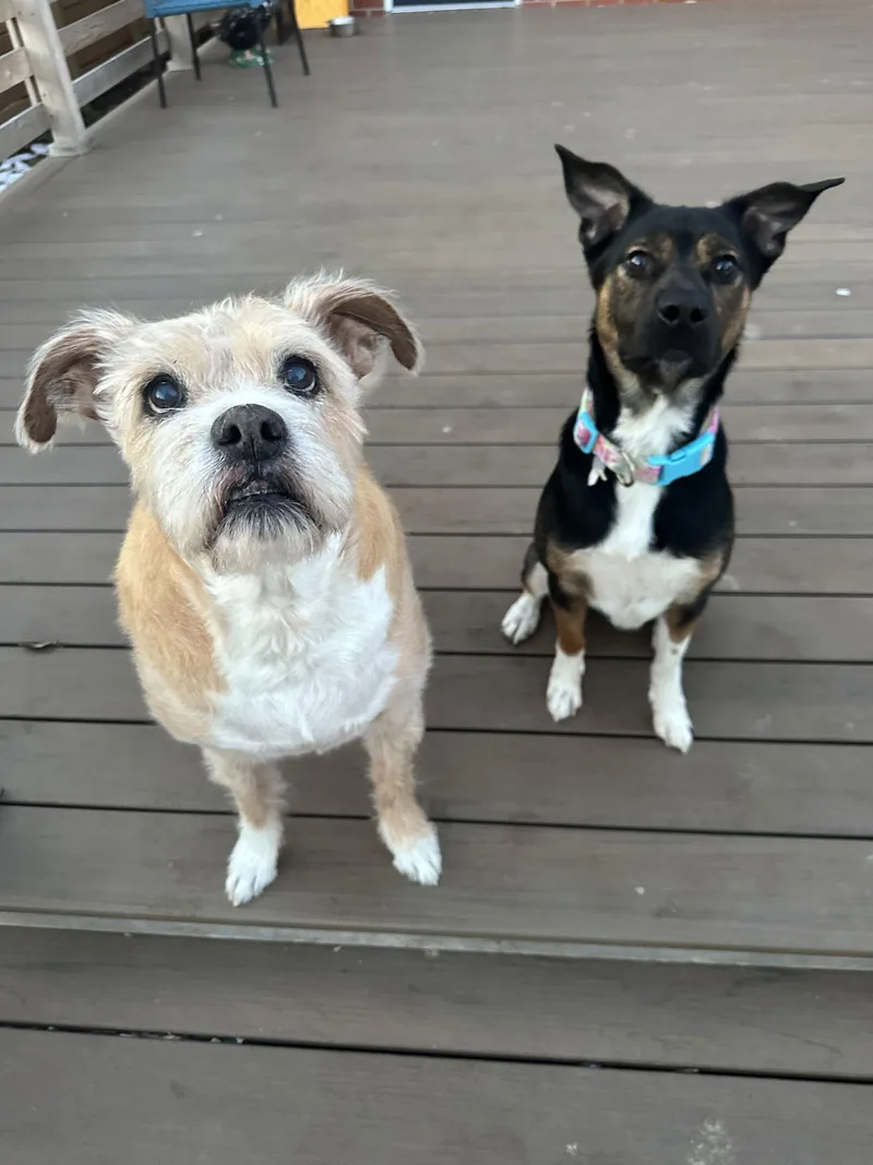 Mccallister thumbnail 2