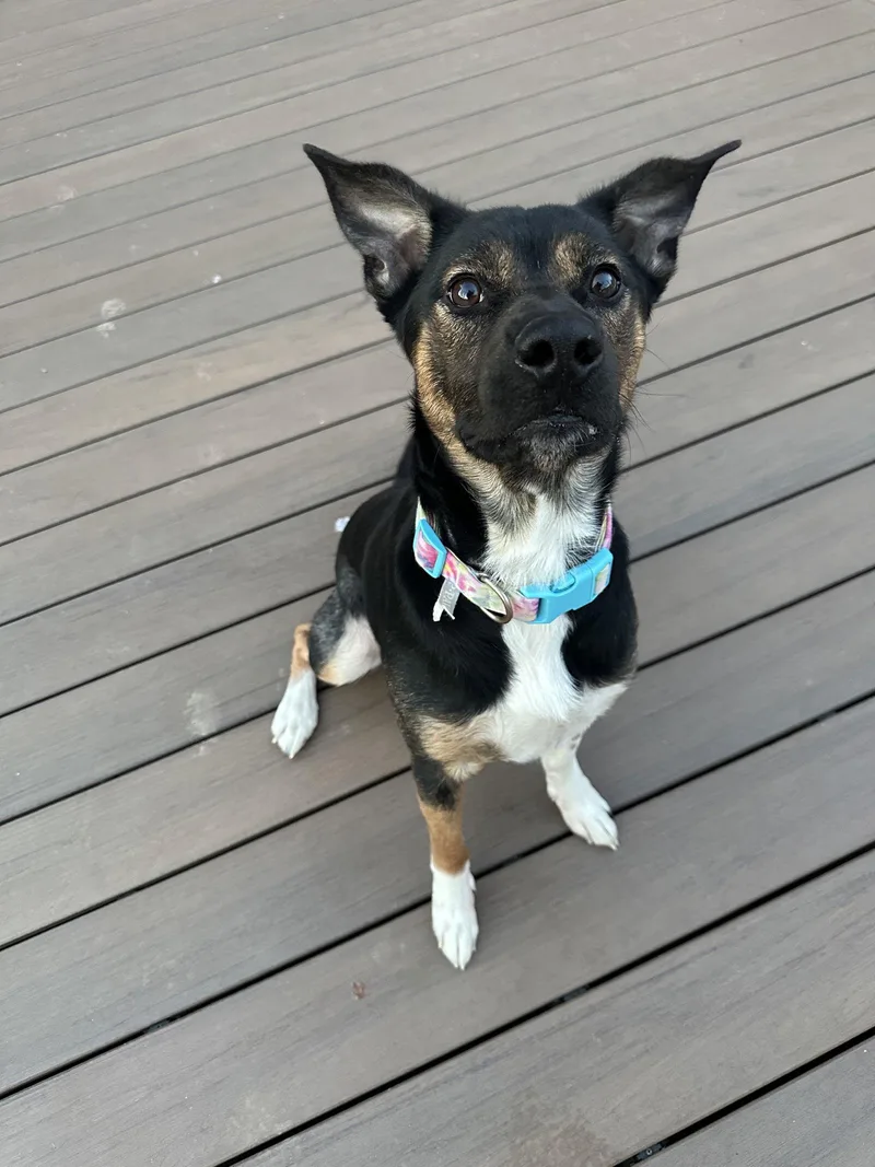 Mccallister thumbnail 3