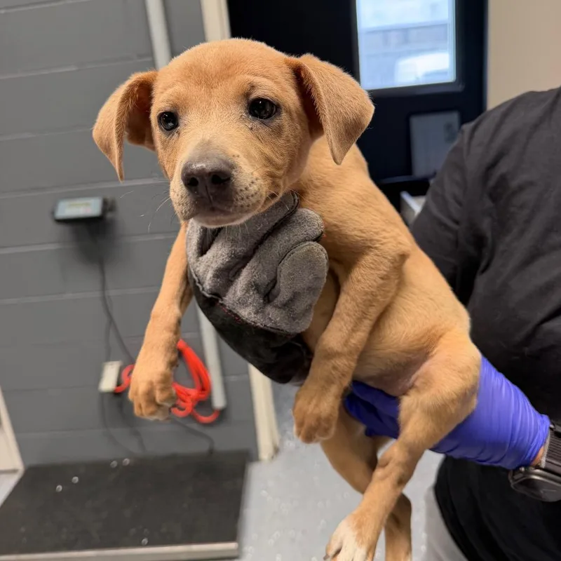 A baby small-sized male Yellow / Tan / Blond / Fawn Terrier dog named Gobstopper for adoption in Tuscaloosa, AL