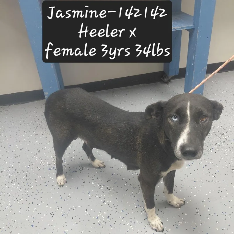 Jasmine