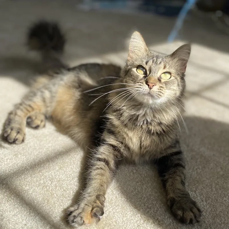 An adult small-sized female Brown / Chocolate Domestic Medium Hair cat named Sylivia "sylz" for adoption in Silver Spring, MD