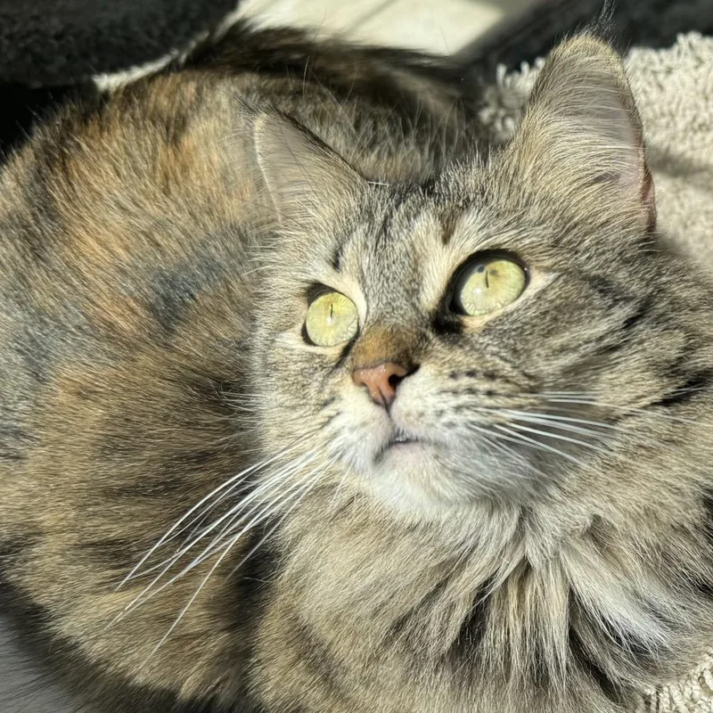 Sylivia "sylz" thumbnail 3