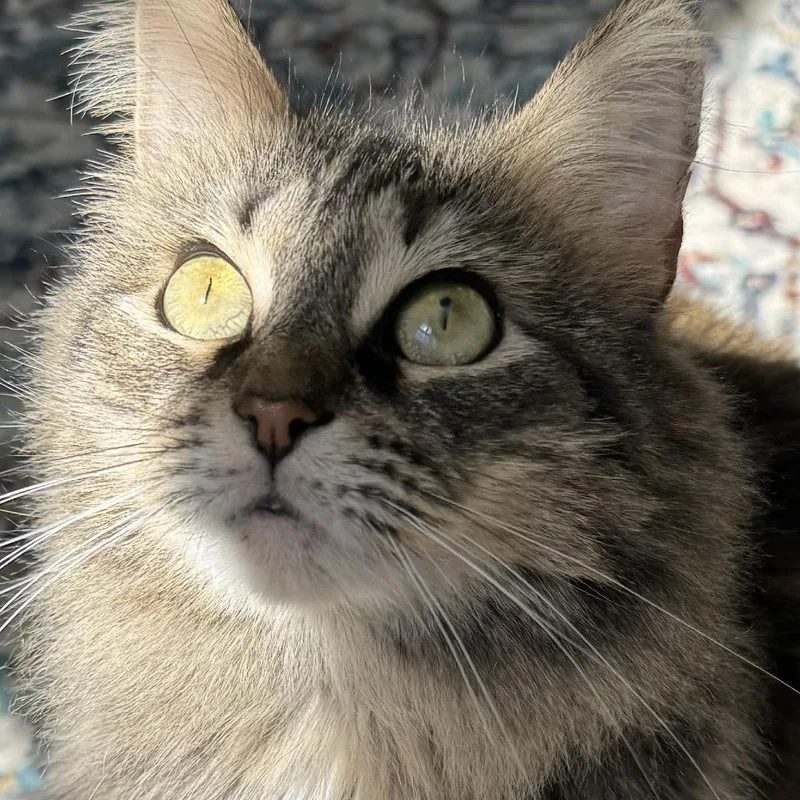 Sylivia "sylz" thumbnail 4