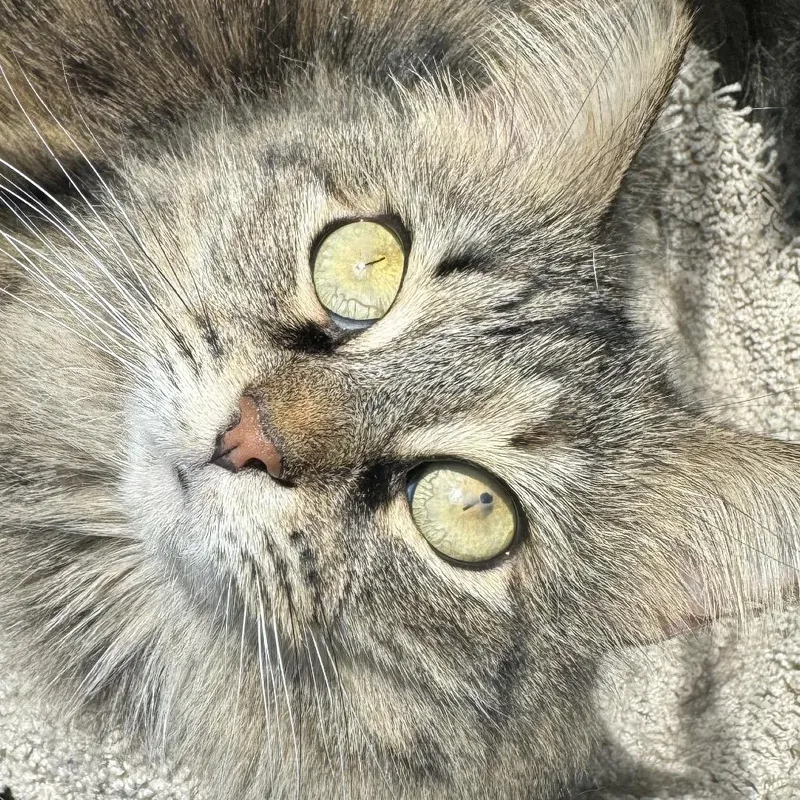 Sylivia "sylz" thumbnail 5