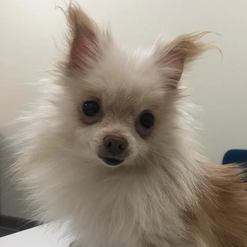 A senior small-sized female Yellow / Tan / Blond / Fawn Pomeranian dog named Wren for adoption in Lynchburg, VA