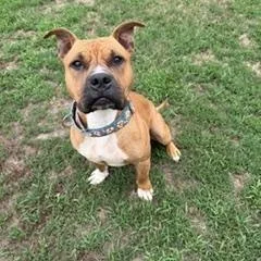 An adult large-sized male American Staffordshire Terrier dog named Legend for adoption in Taunton, MA