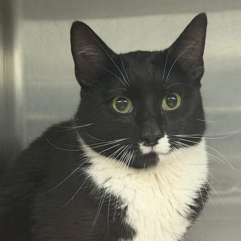 A young medium-sized male Black Domestic Short Hair cat named Artemis for adoption in Marion, VA