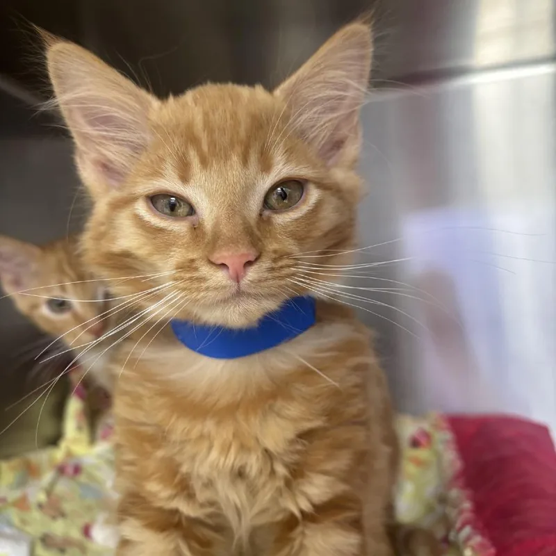 A baby small-sized male Domestic Medium Hair cat named Stray Hold Light for adoption in Albuquerque, NM