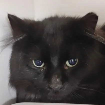 An adult medium-sized male Domestic Medium Hair cat named Jesse for adoption in Verona, WI