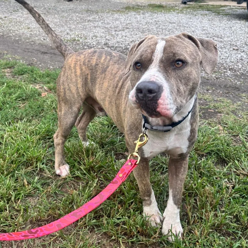 An adult medium-sized male Pit Bull Terrier dog named Nix for adoption in Pittsburg, KS