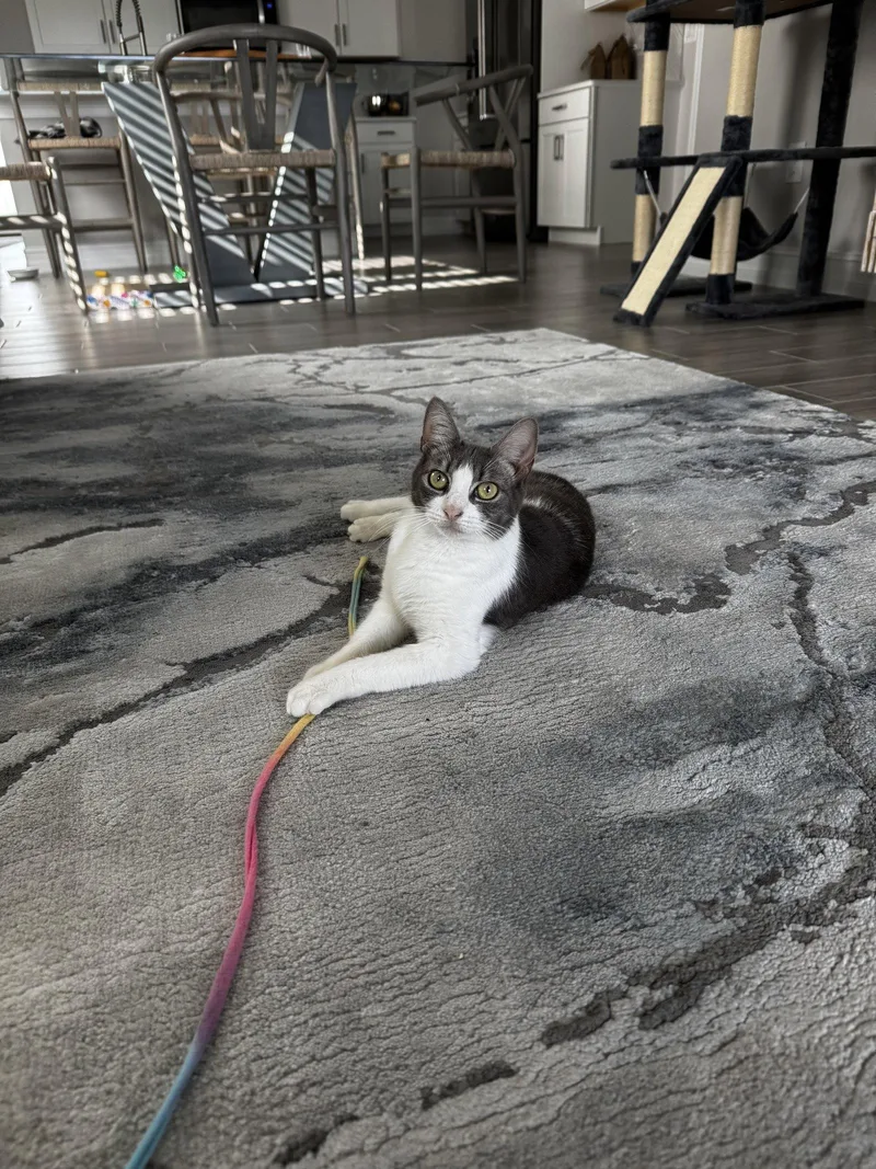 An adult medium-sized female Gray & White Domestic Short Hair cat named Kia for adoption in Naples, FL