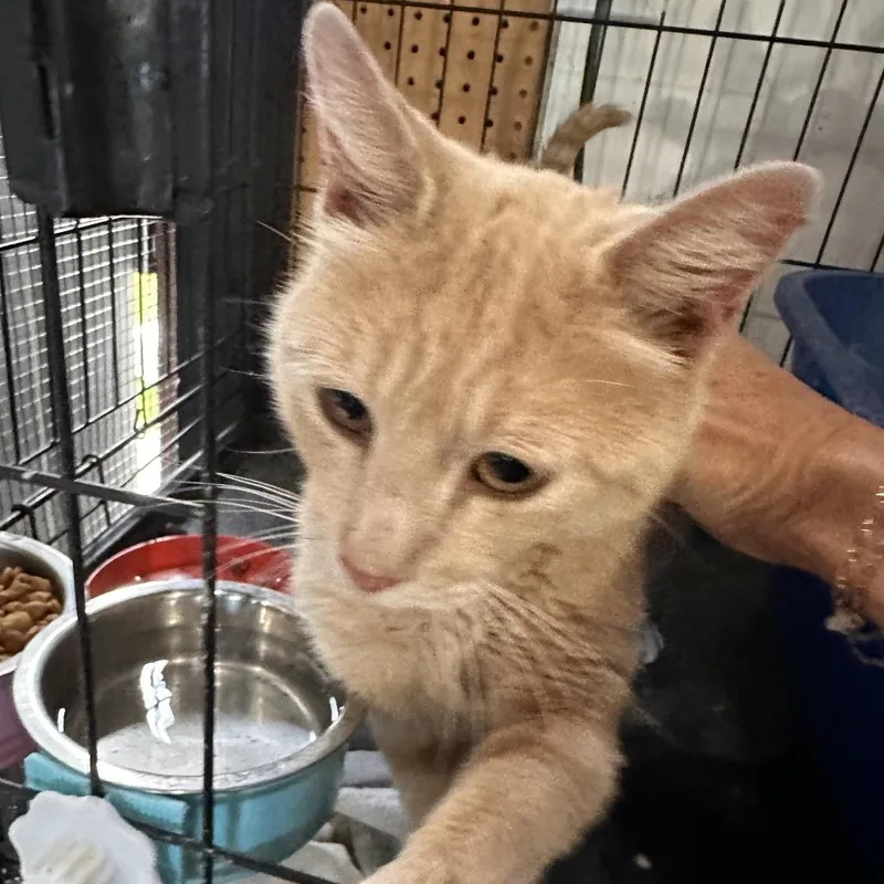 A young medium-sized male Orange / Red Domestic Short Hair cat named Buster Boy for adoption in Rochester, MN