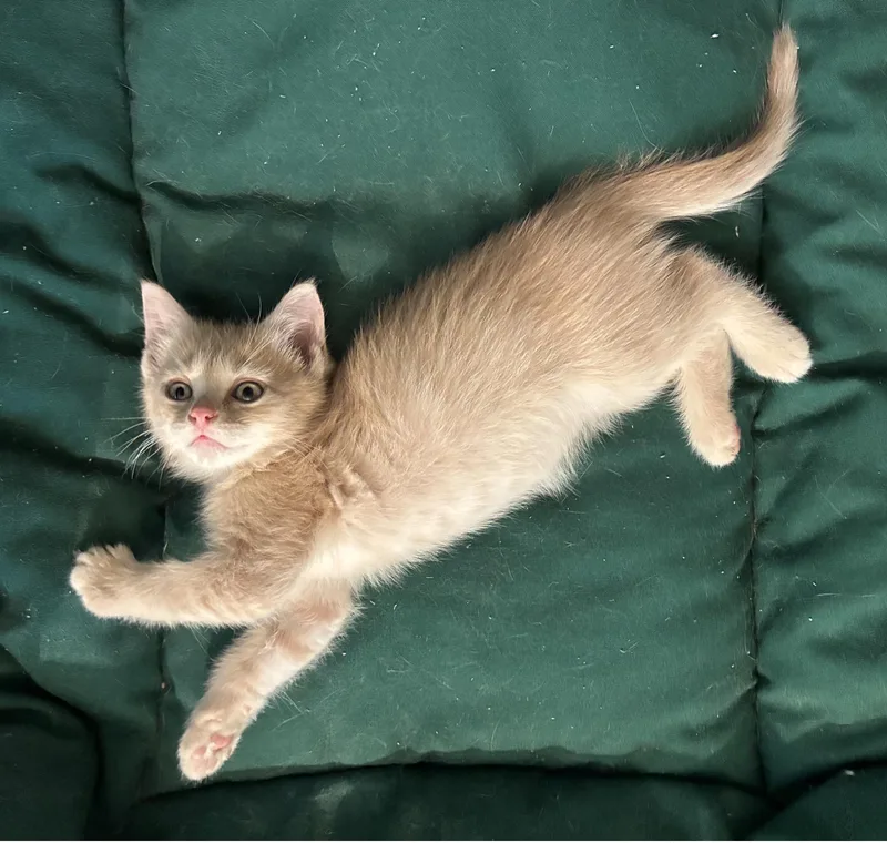 A baby medium-sized male Buff / Tan / Fawn Domestic Short Hair cat named Niblet for adoption in Knoxville, TN
