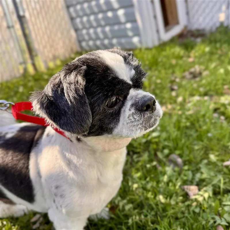A senior small-sized male Black Shih Tzu dog named Max for adoption in Midland, MI