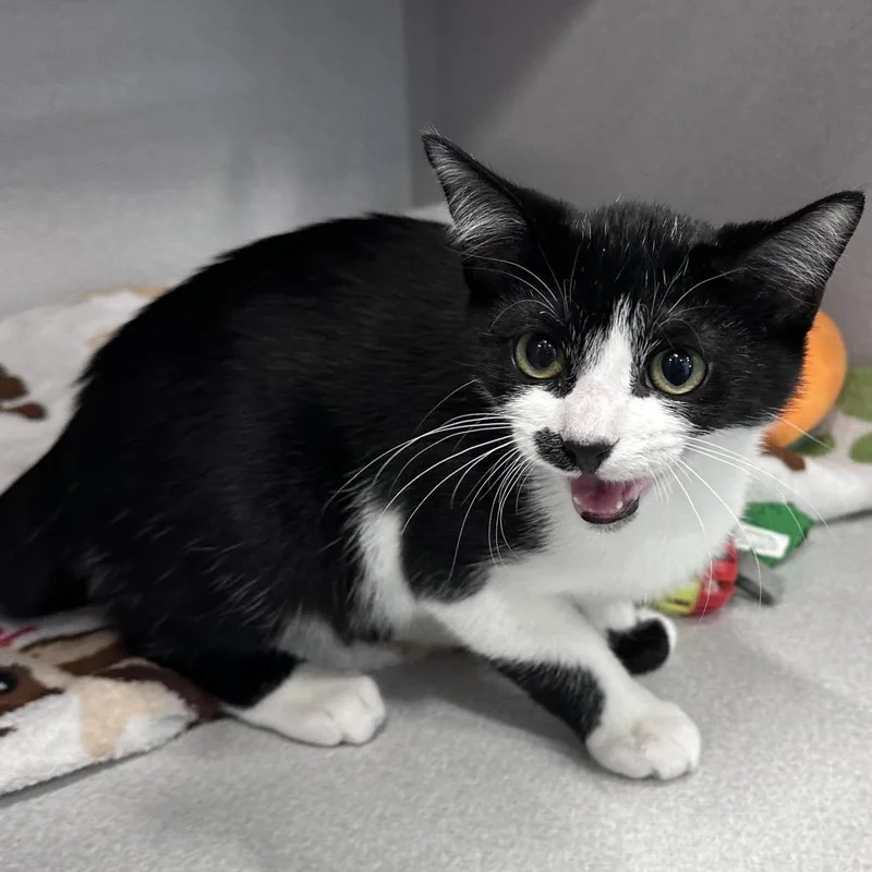 A baby small-sized male Black Domestic Short Hair cat named Ace for adoption in Mount Vernon, IN
