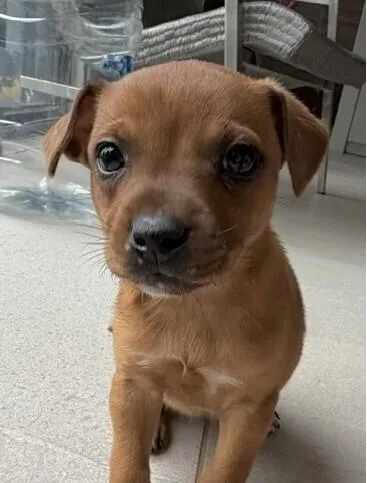 Baby Sky