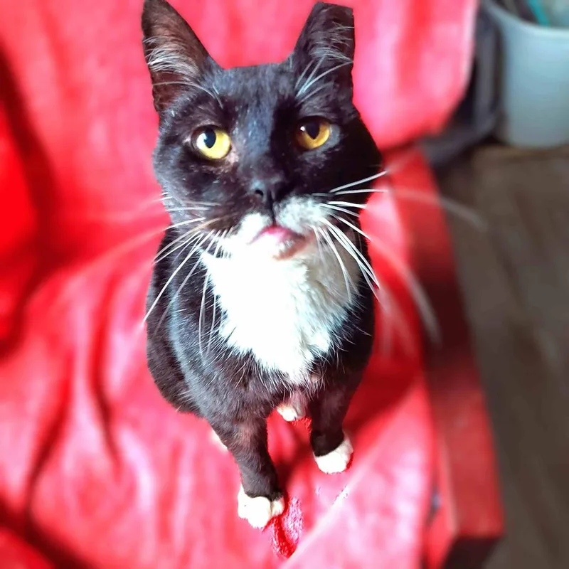 A senior large-sized male Black Domestic Short Hair cat named Papillon for adoption in Durham, NC