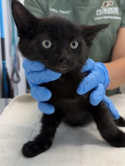 A young small-sized male Domestic Short Hair cat named Harry for adoption in Lafayette, IN