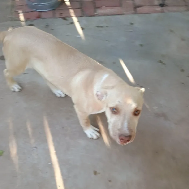 Otis thumbnail 5