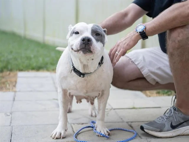 A senior large-sized female Mixed Breed dog named Ms. Piggy for adoption in Haw River, NC
