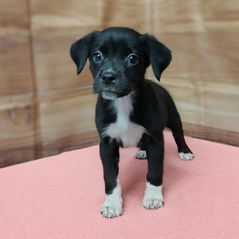 A baby medium-sized male Black Labrador Retriever dog named Jules for adoption in Griswold, CT