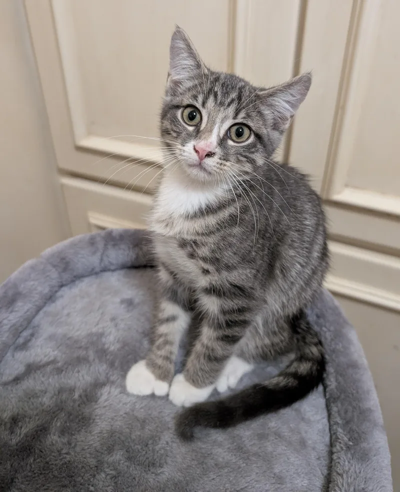 A baby medium-sized male Tabby (Gray / Blue / Silver) Domestic Short Hair cat named Oscar for adoption in Jacksonville, FL