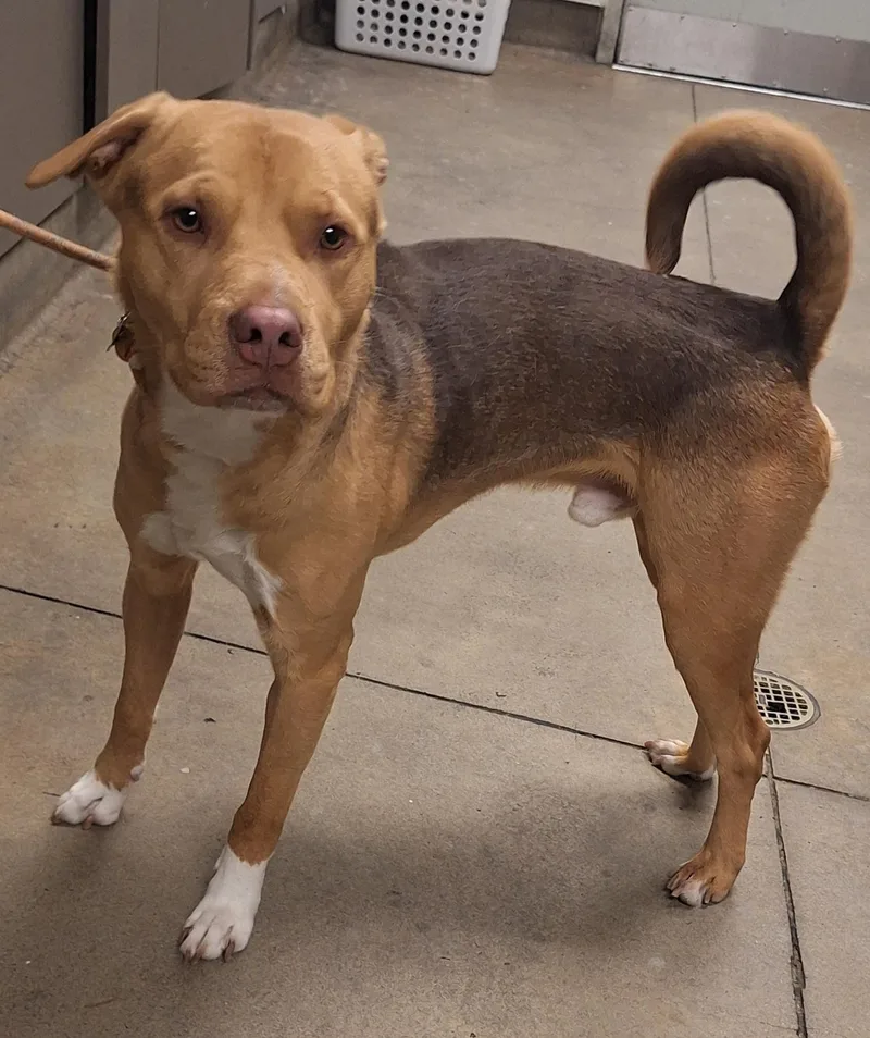 A young medium-sized male Labrador Retriever dog named Mellow for adoption in Van Nuys, CA