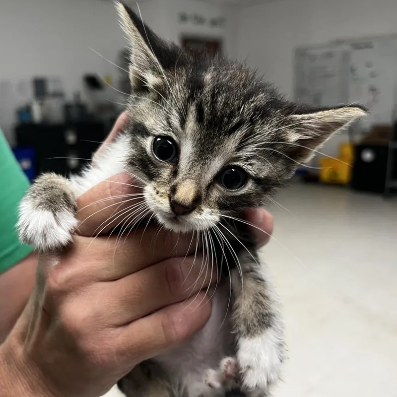 A baby small-sized male Gray / Blue / Silver Domestic Short Hair cat named BerliozC for adoption in East Saint Louis, IL