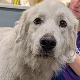 An adult large-sized male White / Cream Mixed Breed dog named Leroy for adoption in Jacksonville, FL