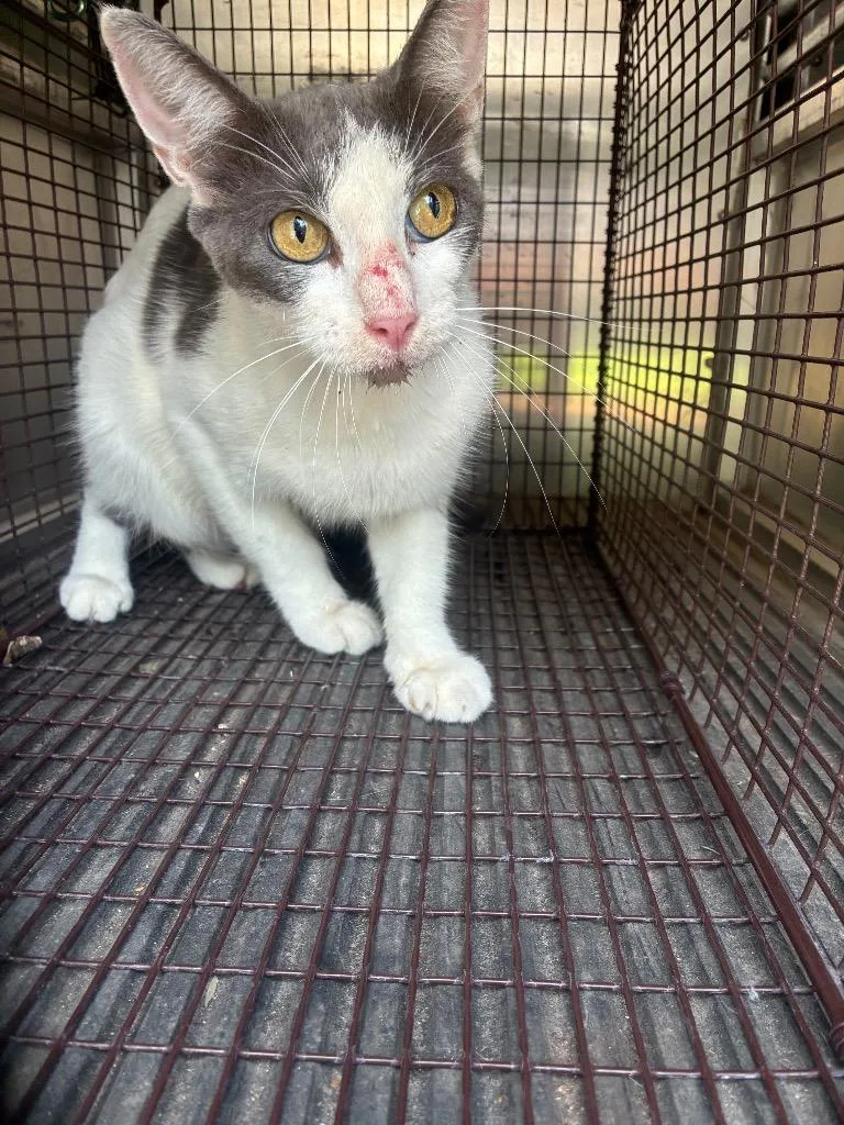 A young medium-sized male Domestic Short Hair cat named Clammy Pillow for adoption in New Braunfels, TX