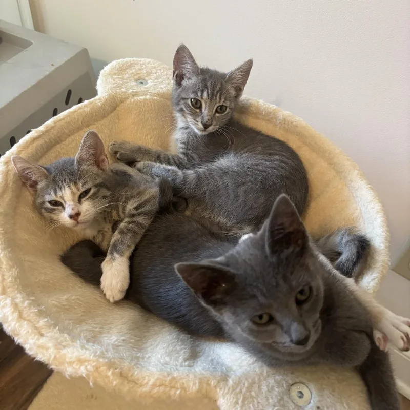 A baby small-sized female Gray / Blue / Silver Domestic Short Hair cat named Breakspear for adoption in Fredericksburg, VA