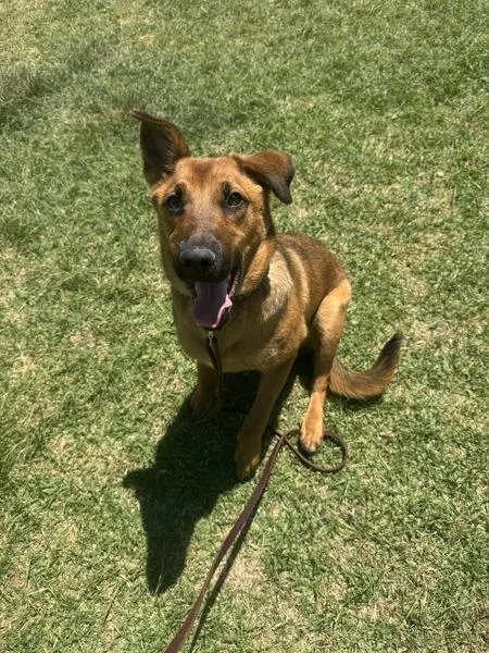 A young medium-sized female Shepherd dog named Priscilla for adoption in San Diego, CA