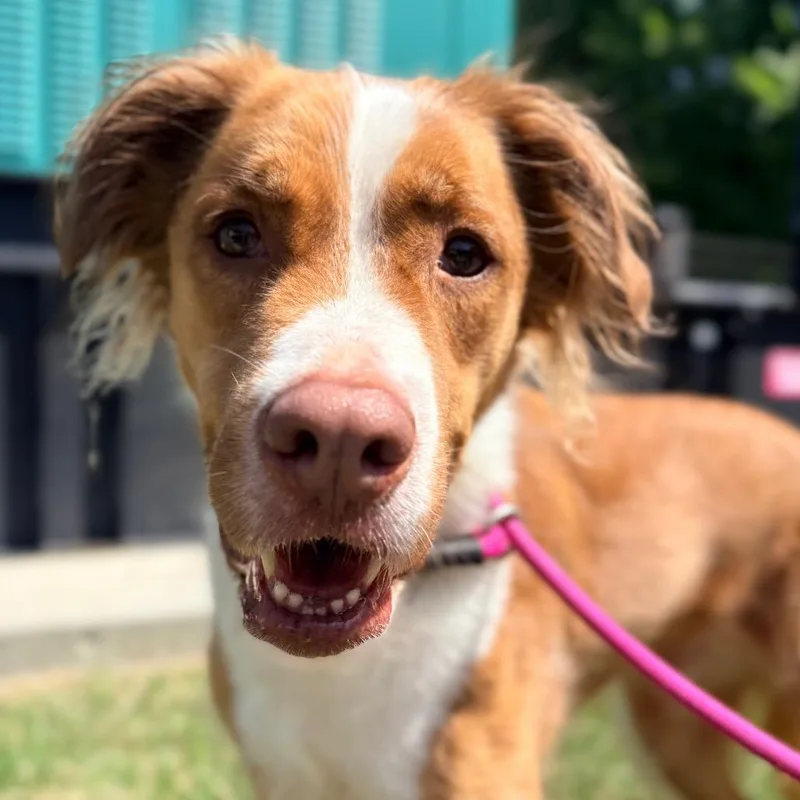 An adult medium-sized male Brown / Chocolate Spaniel dog named Clark for adoption in Concord, NC