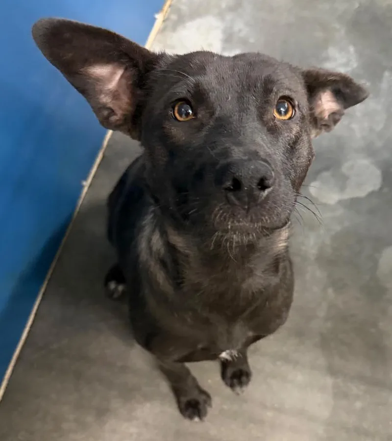 A young medium-sized female Mixed Breed dog named Lily for adoption in Henderson, NC